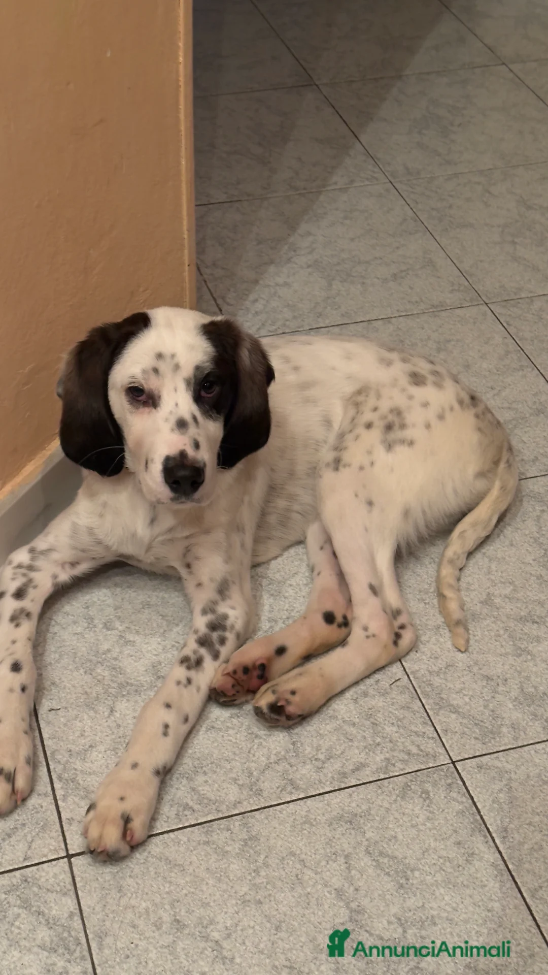 Meticcio cani in regalo: Regalo cucciolo di 4 mesi a Provincia di Varese - Annuncio 3