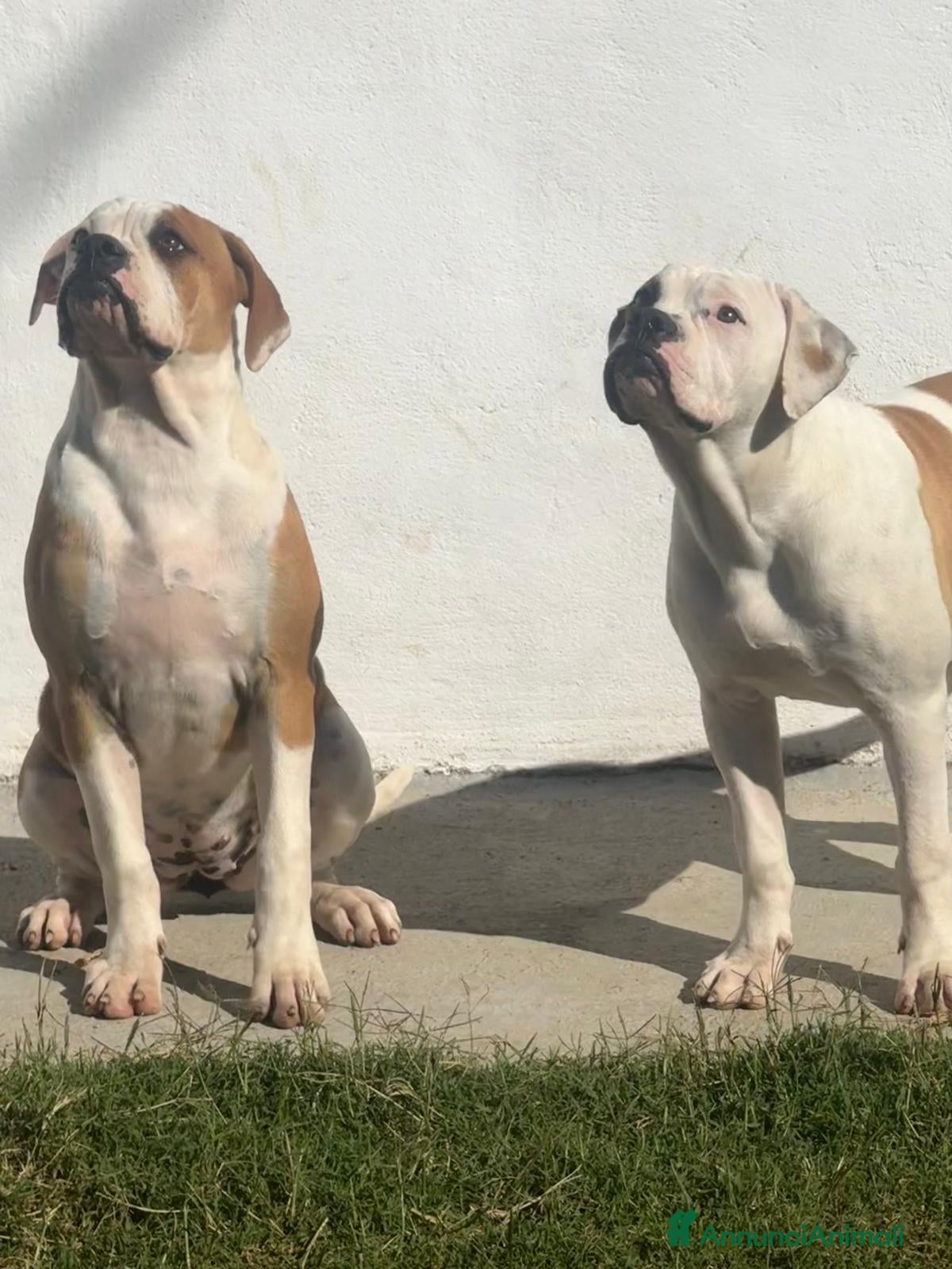 Bulldog cani Cucciolo American bulldog  - Annuncio 2