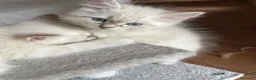 Siberiano gatti in vendita: Gattini Siberiani Ipoallergenici a Provincia di Brescia - Annuncio 4