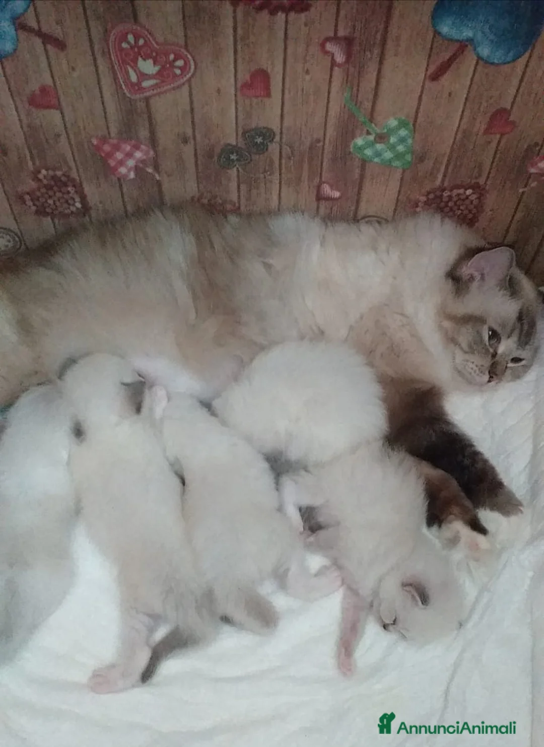 Ragdoll gatti in vendita: Cuccioli Ragdoll  - Annuncio 2