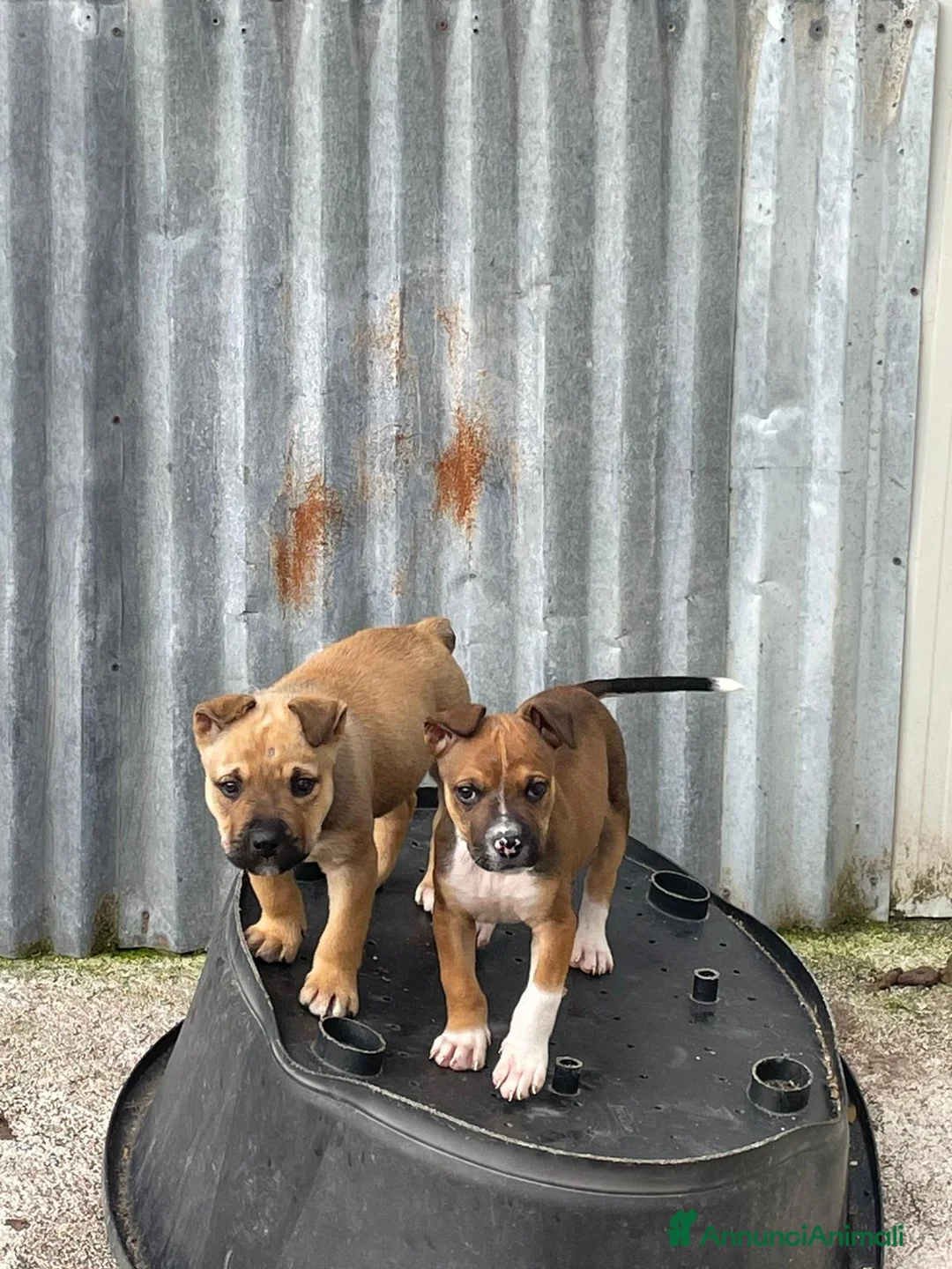 Meticcio cani in regalo: TENERISSIMO CHOCO - Annuncio 6