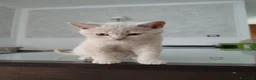 British gatti in vendita: Splendido cucciolo di British Shorthair  - Annuncio 5