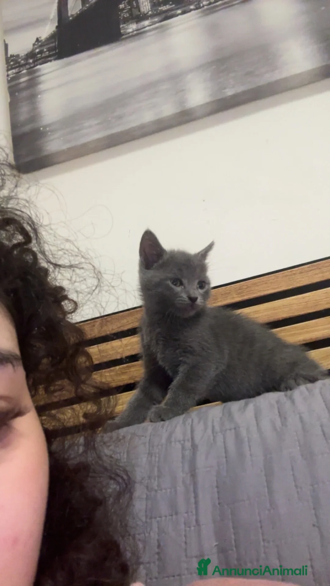 Altre razze gatti in vendita: Splendida gattina vivace e coccolosa a Provincia di Varese - Annuncio 2