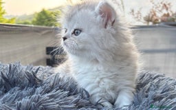 Persiano gatti in vendita: Gattini persiani Chinchilla e Himalayani  a Provincia di Ravenna - Immagine 24