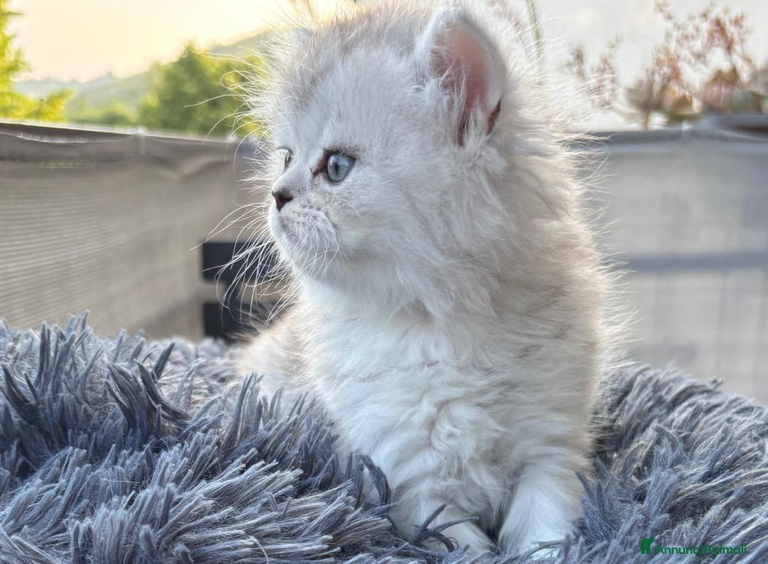 Persiano gatti in vendita: Gattini persiani Chinchilla e Himalayani  a Provincia di Ravenna - Immagine 24