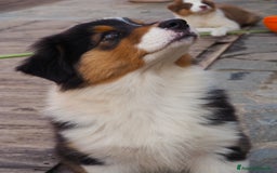 Australian Shepherd cani in vendita: Cuccioli di Pastore Australiano  - Immagine 4