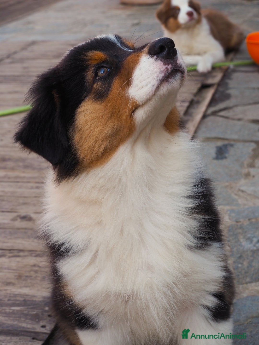 Australian Shepherd cani in vendita: Cuccioli di Pastore Australiano  - Immagine 4