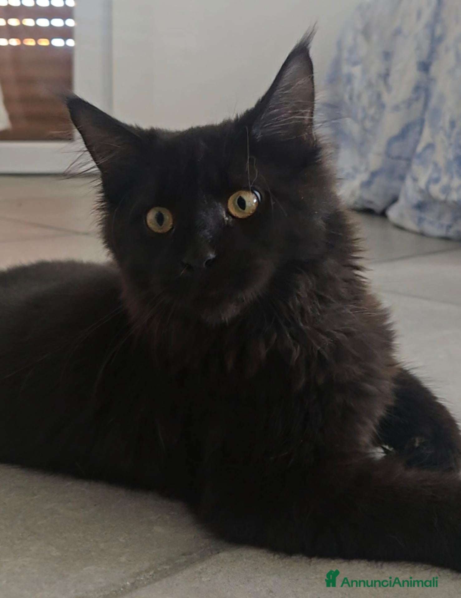 Maine Coon gatti Cucciolo Maine Coon total black  3 mesi - Annuncio 4