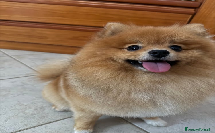 Volpino Pomerania cani - Annuncio 1