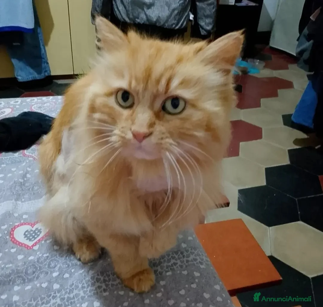 Meticcio gatti in regalo: Micia rossa pelo lungo 11anni RIMASTA SOLA.BRESCIA - Annuncio 1