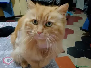 Meticcio gatti Micia rossa pelo lungo 11anni RIMASTA SOLA.BRESCIA - Annuncio 7