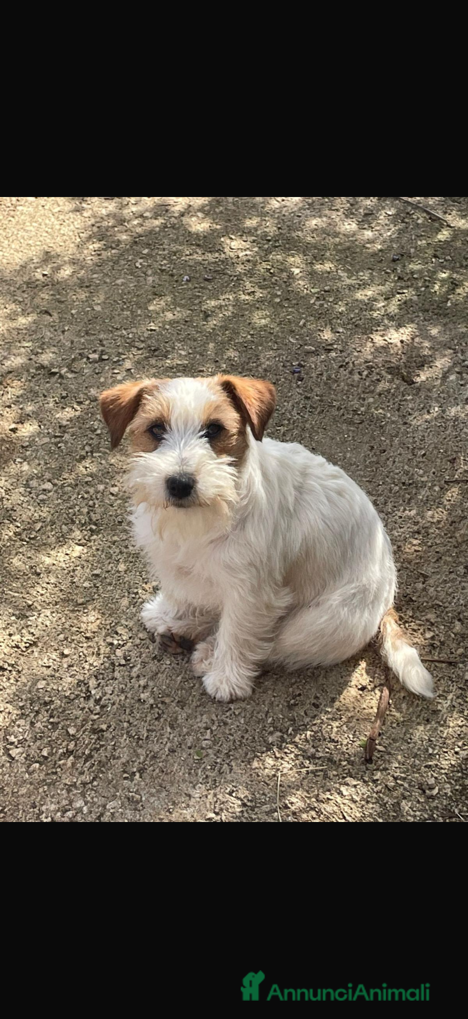 Jack Russell cani Cuccioli jack russell pedigree - Annuncio 20