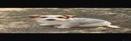 Jack Russell cani in vendita: Cuccioli jack russell pedigree - Annuncio 1