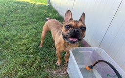 Bulldog Francese cani in regalo: Simil Bouledogue Francese a Provincia di Ferrara - Immagine 4
