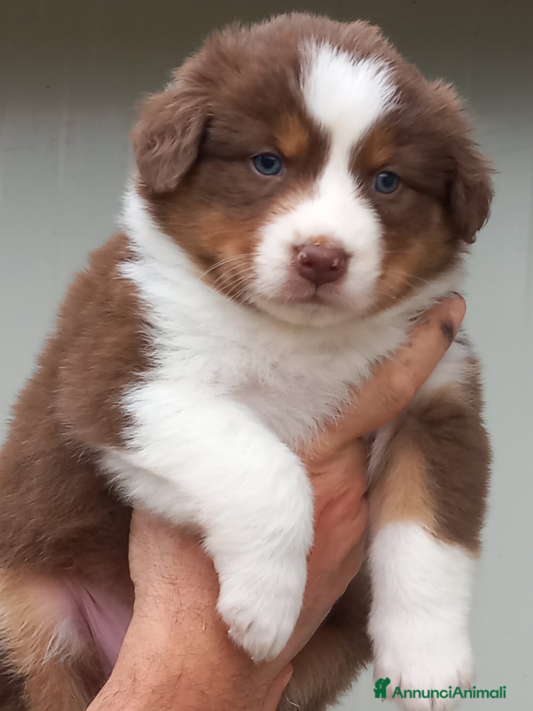 Australian Shepherd cani in vendita: Cuccioli pastore australiano  - Annuncio 8