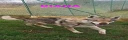 Lupo Cecoslovacco cani in regalo: DIANA bellissima - per esperti a Città Metropolitana di Torino - Annuncio 2