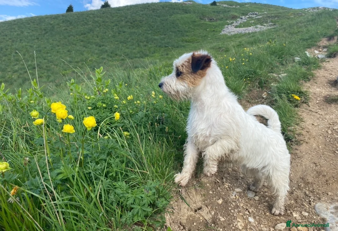 Jack Russell cani in vendita: Jack Russel  - Annuncio 2