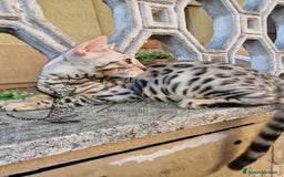 Bengala gatti in vendita: Gatto bengala  a Città metropolitana di Roma Capitale - Immagine 15