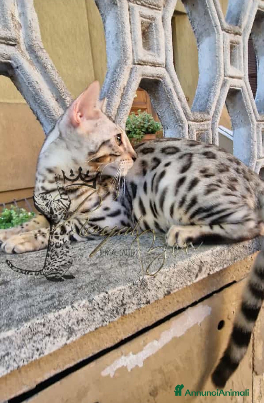 Bengala gatti in vendita: Gatto bengala  a Città metropolitana di Roma Capitale - Immagine 15