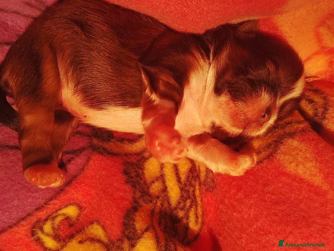 Shih Tzu cani in vendita: Splendidi cuccioli di Shitzu  - Annuncio 4