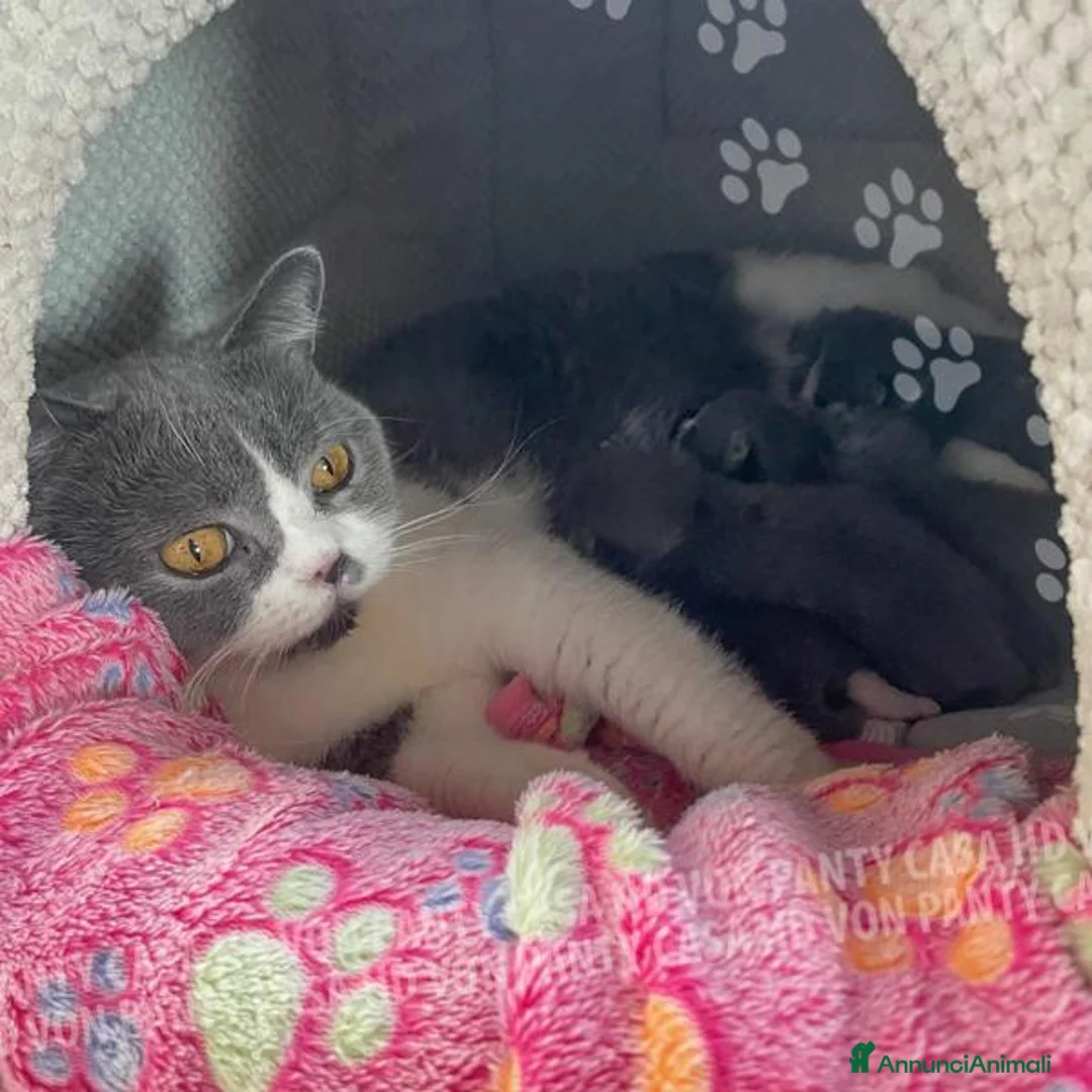 British gatti in vendita: Cuccioli British Shorthair con Pedigree - Annuncio 2