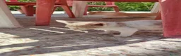 Meticcio gatti in regalo: Gattina in regalo - Annuncio 2