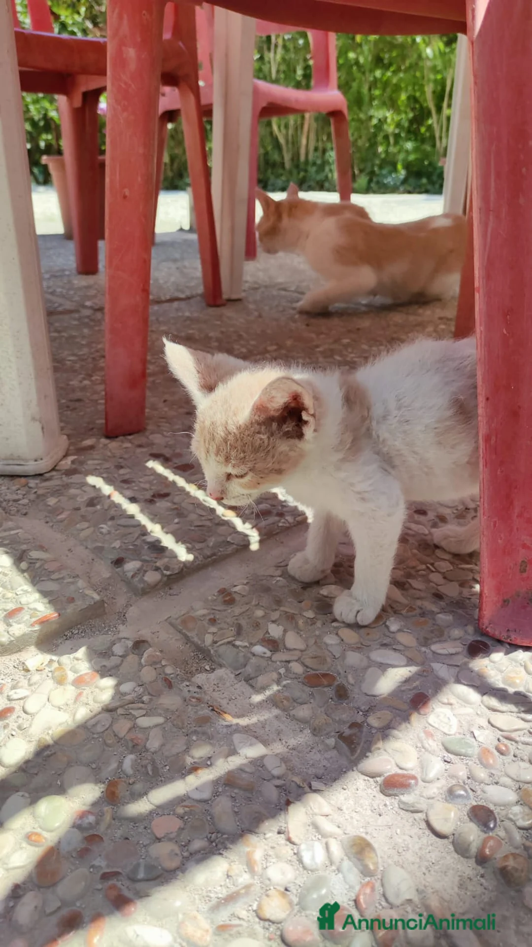 Meticcio gatti in regalo: Gattina in regalo - Annuncio 2