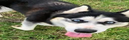 Husky cani in vendita: Husky - Annuncio 3