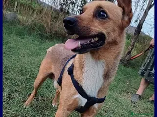 Meticcio cani ZAK 9anni bravo - 12kg - non interessa più! - Annuncio 41