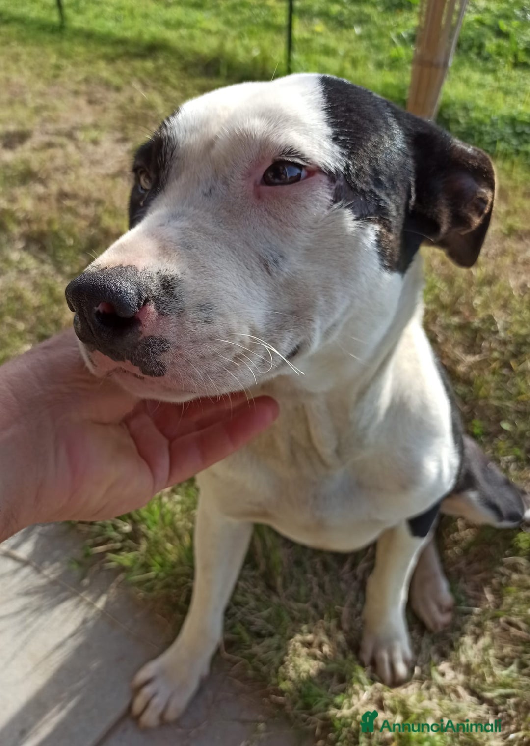 Pitbull cani in regalo: JACK ASPETTA UNA MAMMA  - Annuncio 4