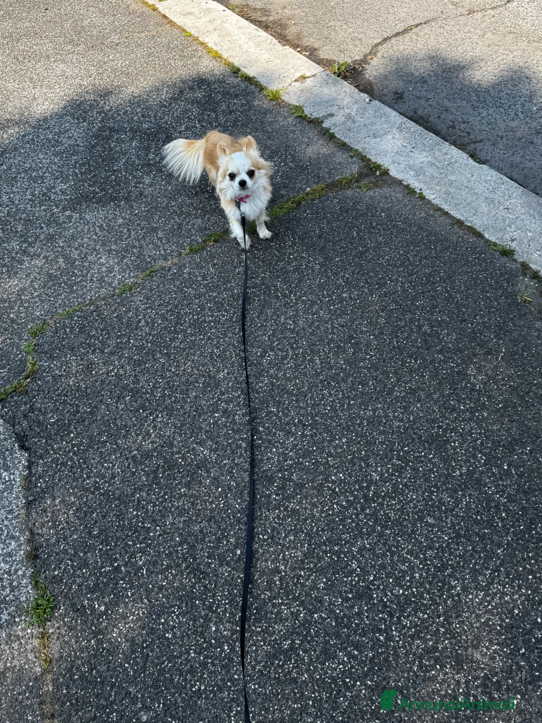 Chihuahua cani in vendita: Chihuahua  - Annuncio 2