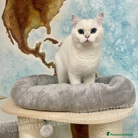 British gatti Cuccioli British Shorthair a Villafranca di Verona - Annuncio 6