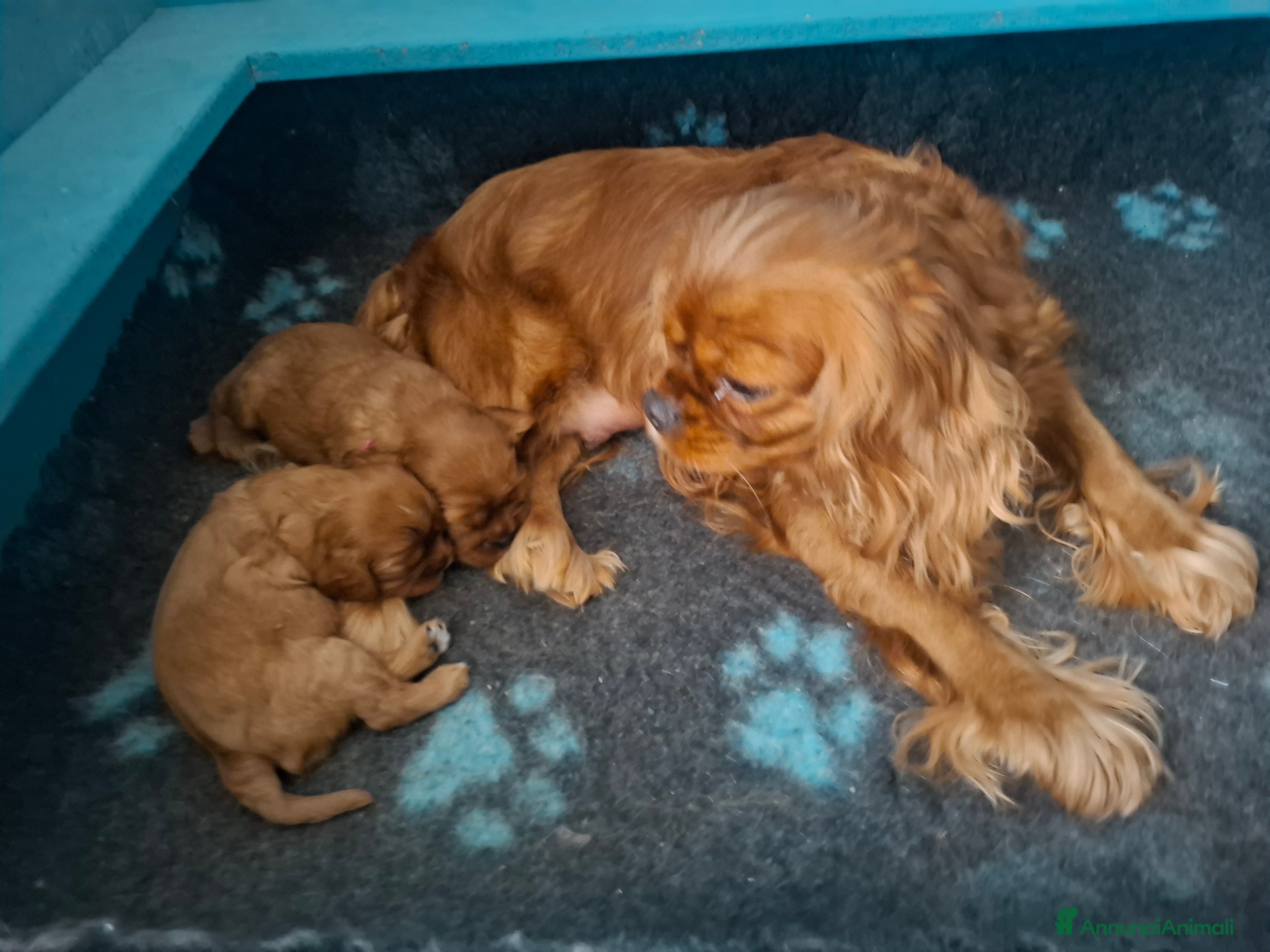 Cavalier King cani Cucciola di Cavalier king ruby con pedigreee - Annuncio 20