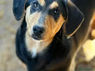 Meticcio cani LIVIA, mix bassottina super coccolona! - Annuncio 41