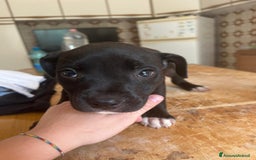 American Staffordshire cani in vendita: Annuncio URGENTE vendo cuccioli di AMSTAFF a Città metropolitana di Roma Capitale - Immagine 9