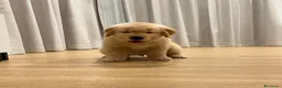 Golden Retriever cani in regalo: Cuccioli di Golden Retriever  - Annuncio 2