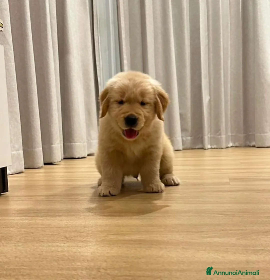 Golden Retriever cani in regalo: Cuccioli di Golden Retriever  - Annuncio 2