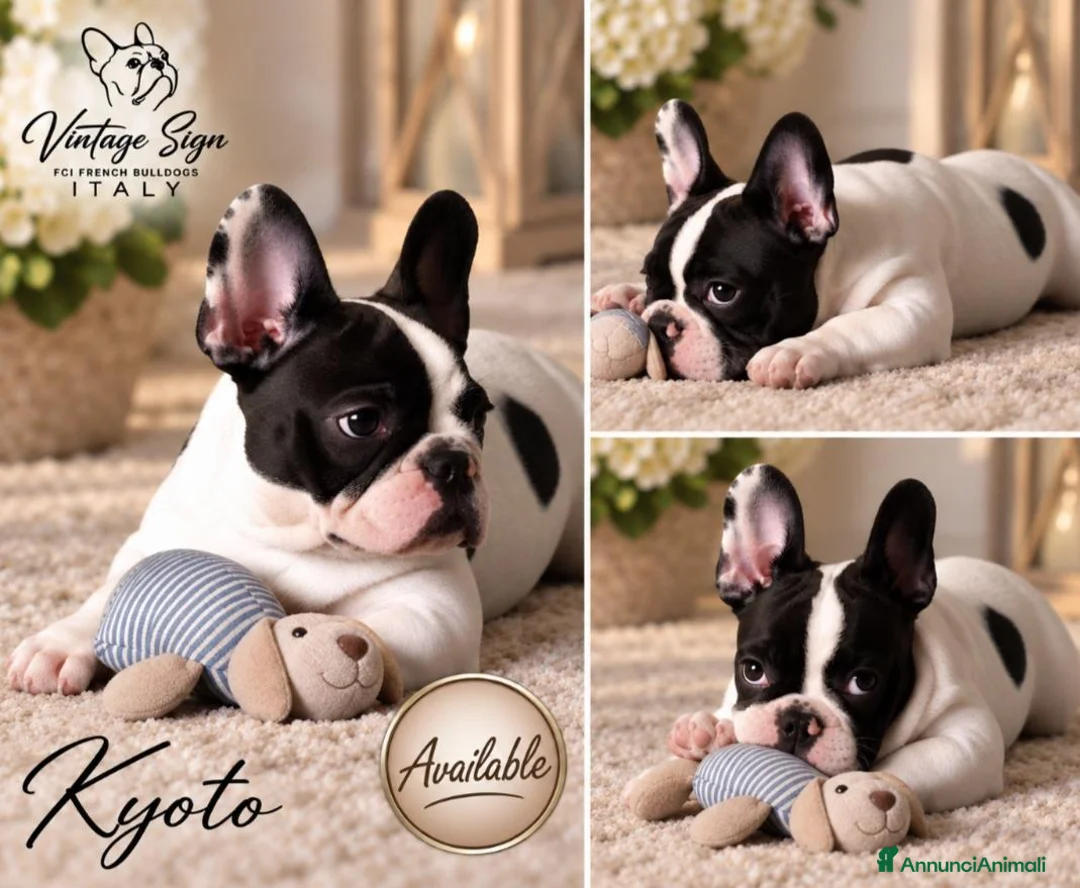 Bulldog Francese cani in vendita: CUCCIOLONI BULLDOG FRANCESE ENCI - Annuncio 3