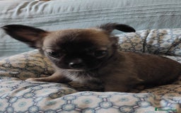 Chihuahua cani in vendita: cuccioli di cihuahua a pelo lungo a Molinella - Immagine 3