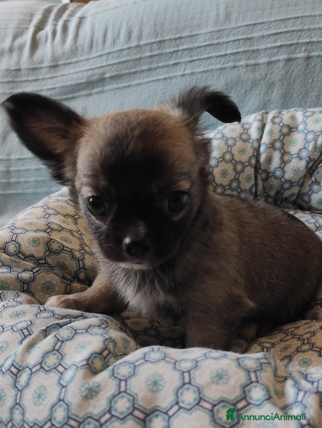 Chihuahua cani in vendita: cuccioli di cihuahua a pelo lungo a Molinella - Immagine 3