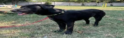 Meticcio cani in regalo: ELIJA LABRADOR - Annuncio 3