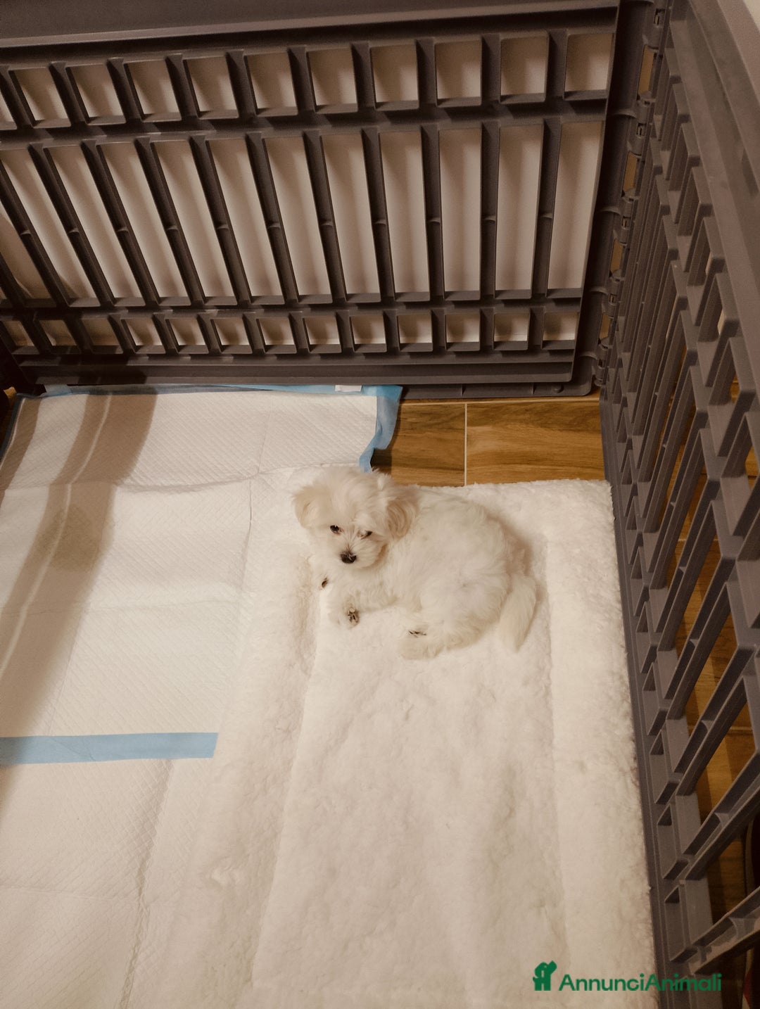Maltese cani in vendita: Cucciolo maltese di appena 2 mesi sverminato  - Annuncio 3