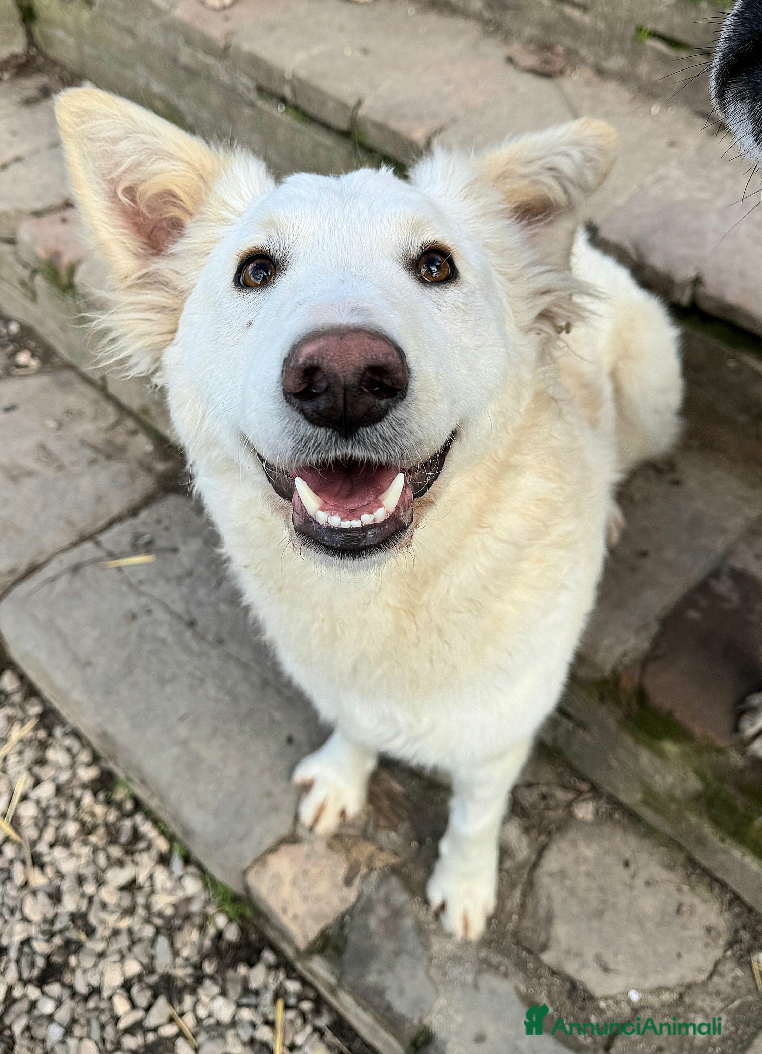 Meticcio cani Curzio 10 mesi taglia media  - Annuncio 5