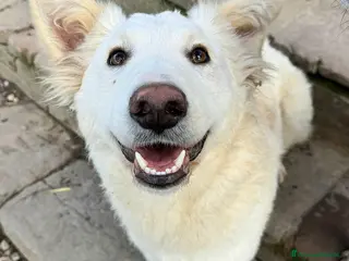 Meticcio cani Curzio 10 mesi taglia media - Annuncio 5