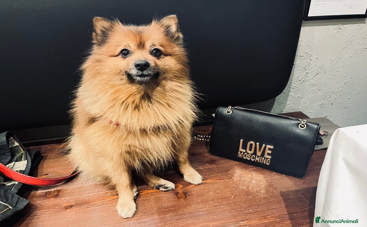 Volpino Pomerania cani - Annuncio 2