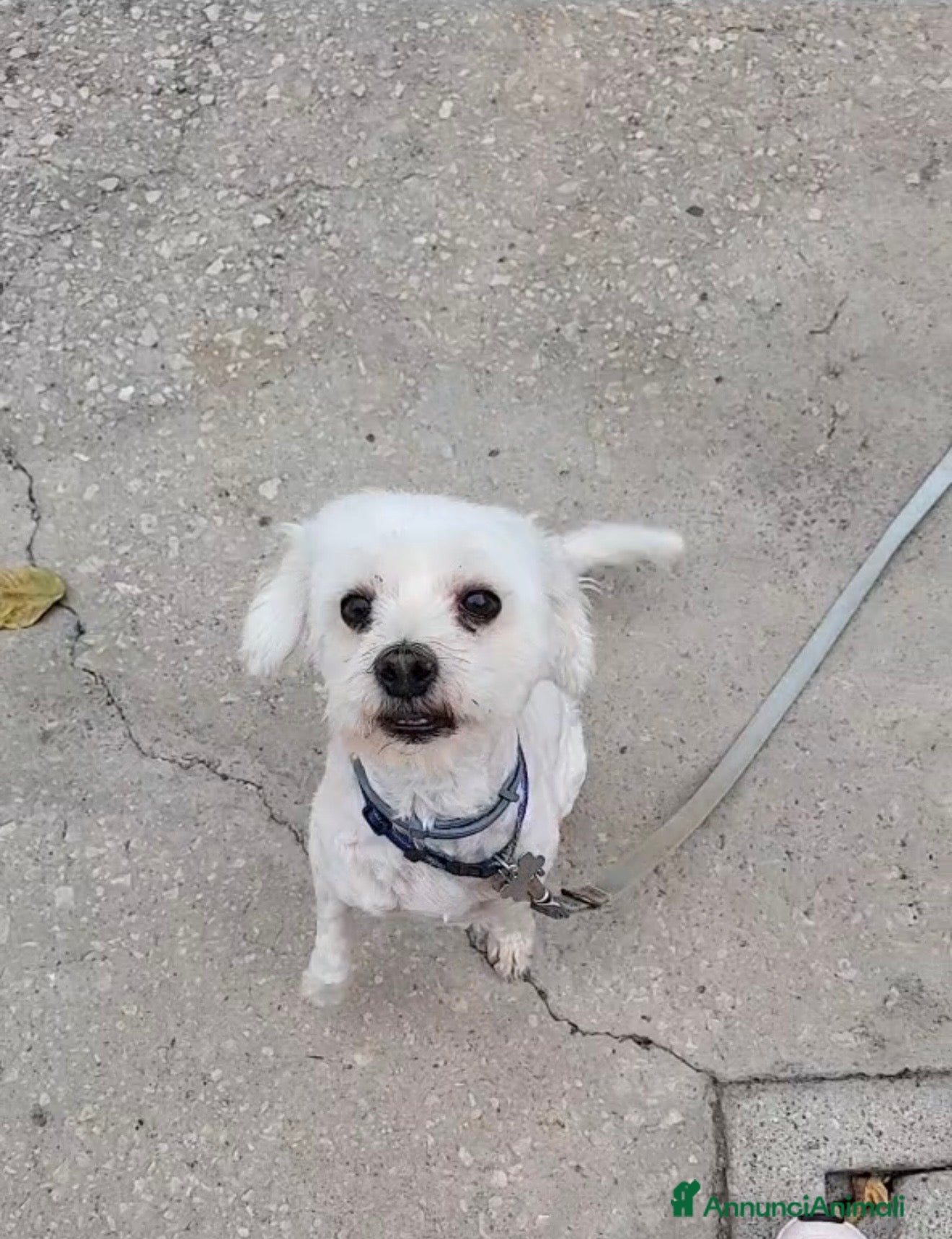 Maltese cani Regalo cane nella provincia di Caserta  - Annuncio 2