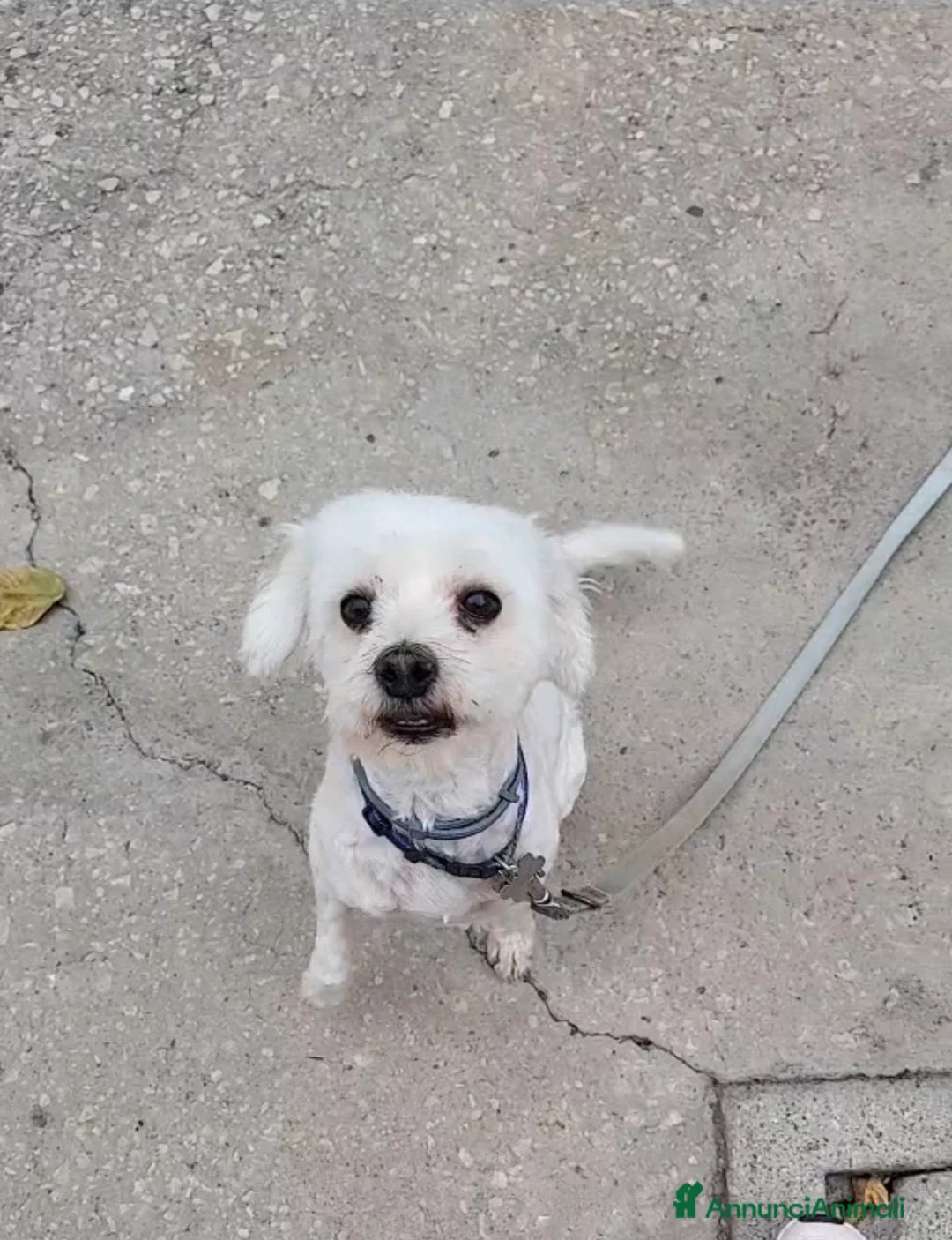 Maltese cani in regalo: Regalo cane nella provincia di Caserta  a Provincia di Caserta - Annuncio 1