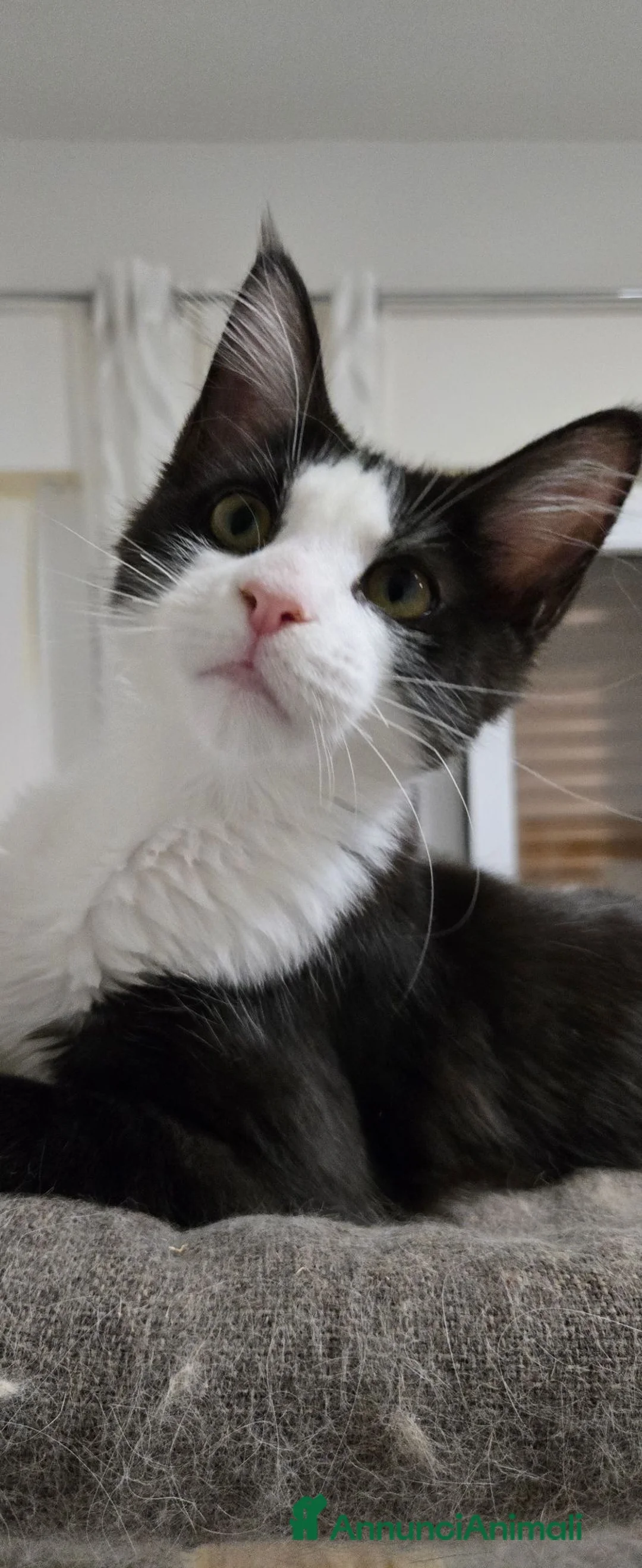 Maine Coon gatti in vendita: Cucciola Maine Coon  3 mesi - Annuncio 2