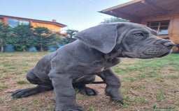 Cane Corso cani in vendita: Bellissimo cucciolo grigio di cane corso  a Provincia di Verona - Immagine 4
