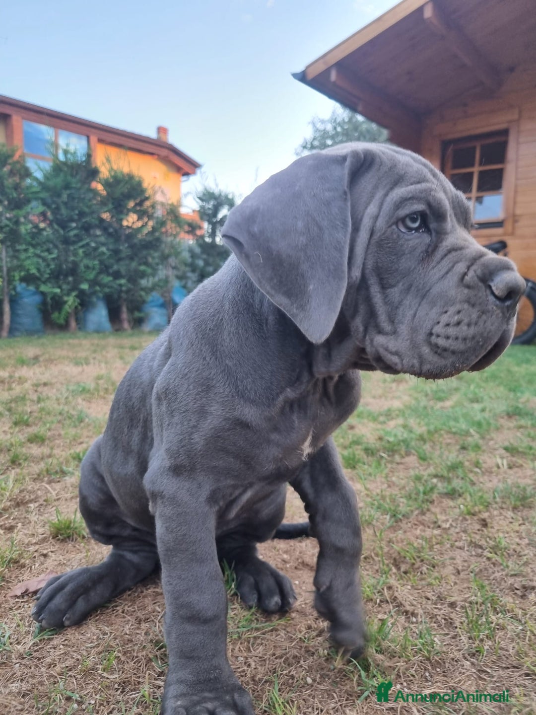 Cane Corso cani in vendita: Bellissimo cucciolo grigio di cane corso  a Provincia di Verona - Immagine 4